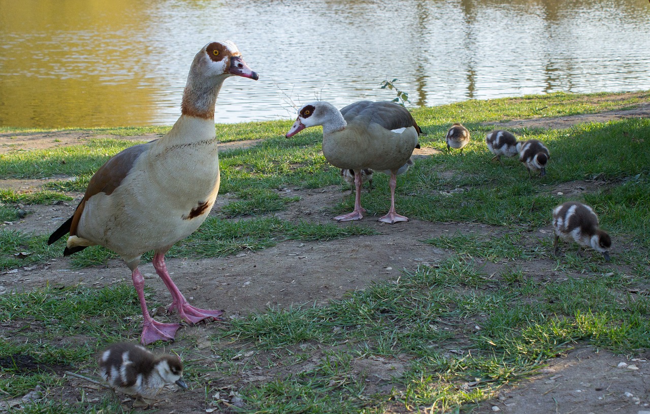 goose family pond spring free photo