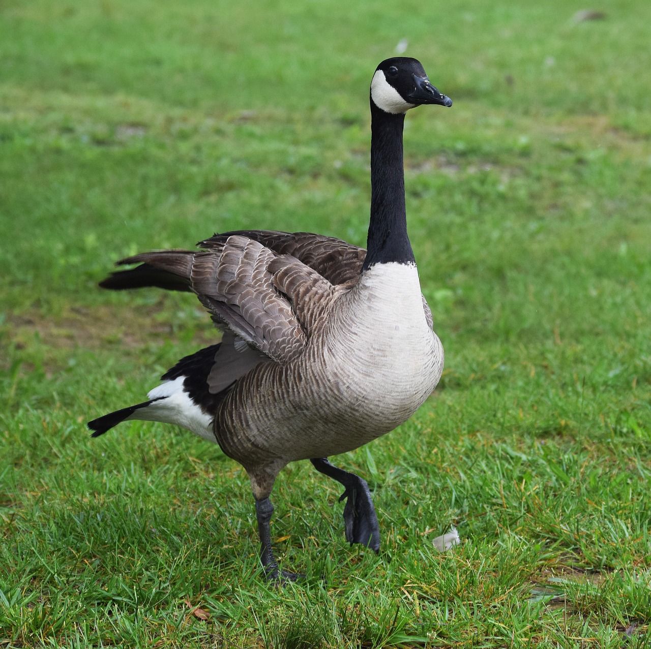 goose fluffing wings canada goose waterfowl free photo