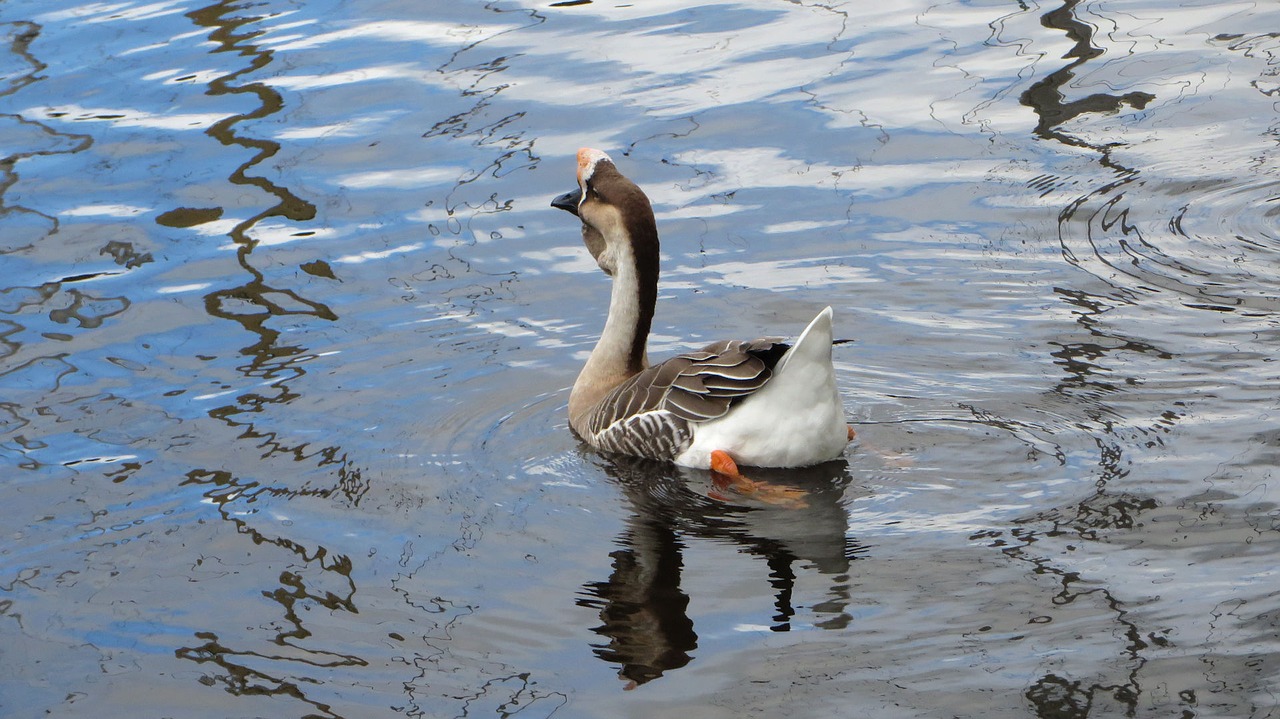 goose from china  body of water  bird free photo