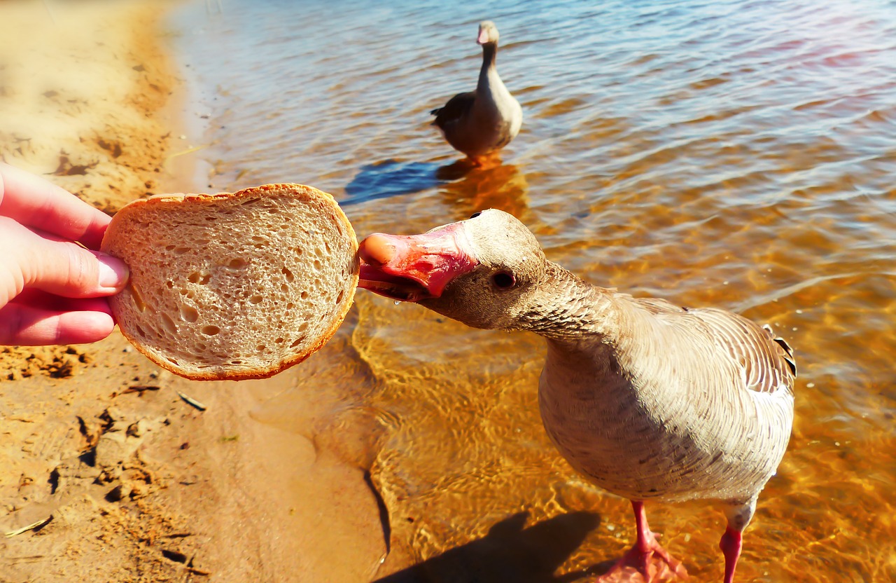 goose grey goose  water bird  lake free photo