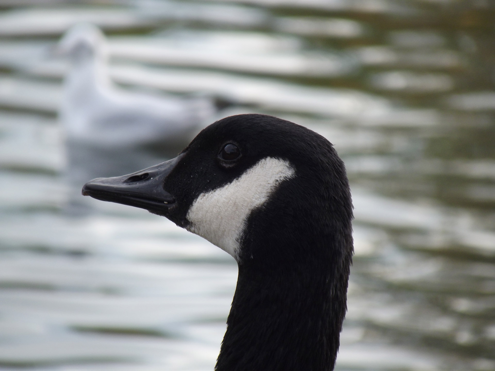 head goose water free photo