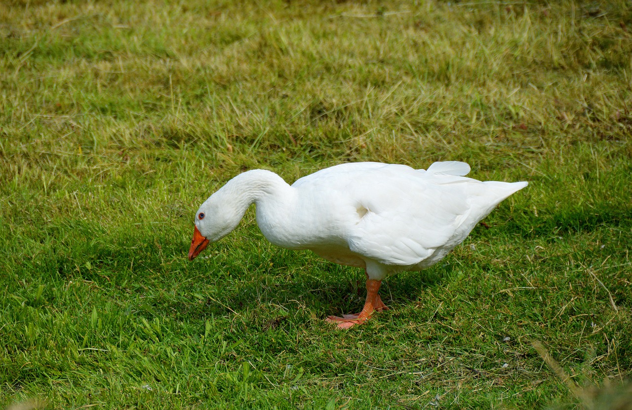 goose in happiness goose in motion luck free photo