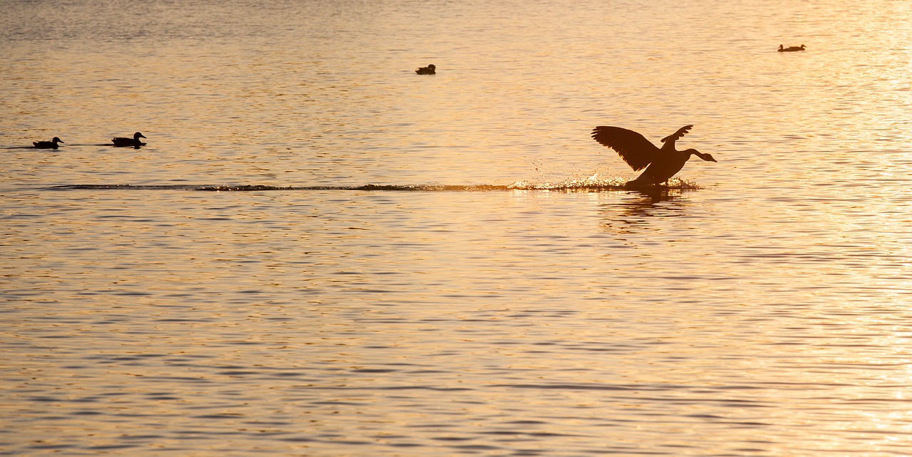 goose landing  goose  sunset free photo