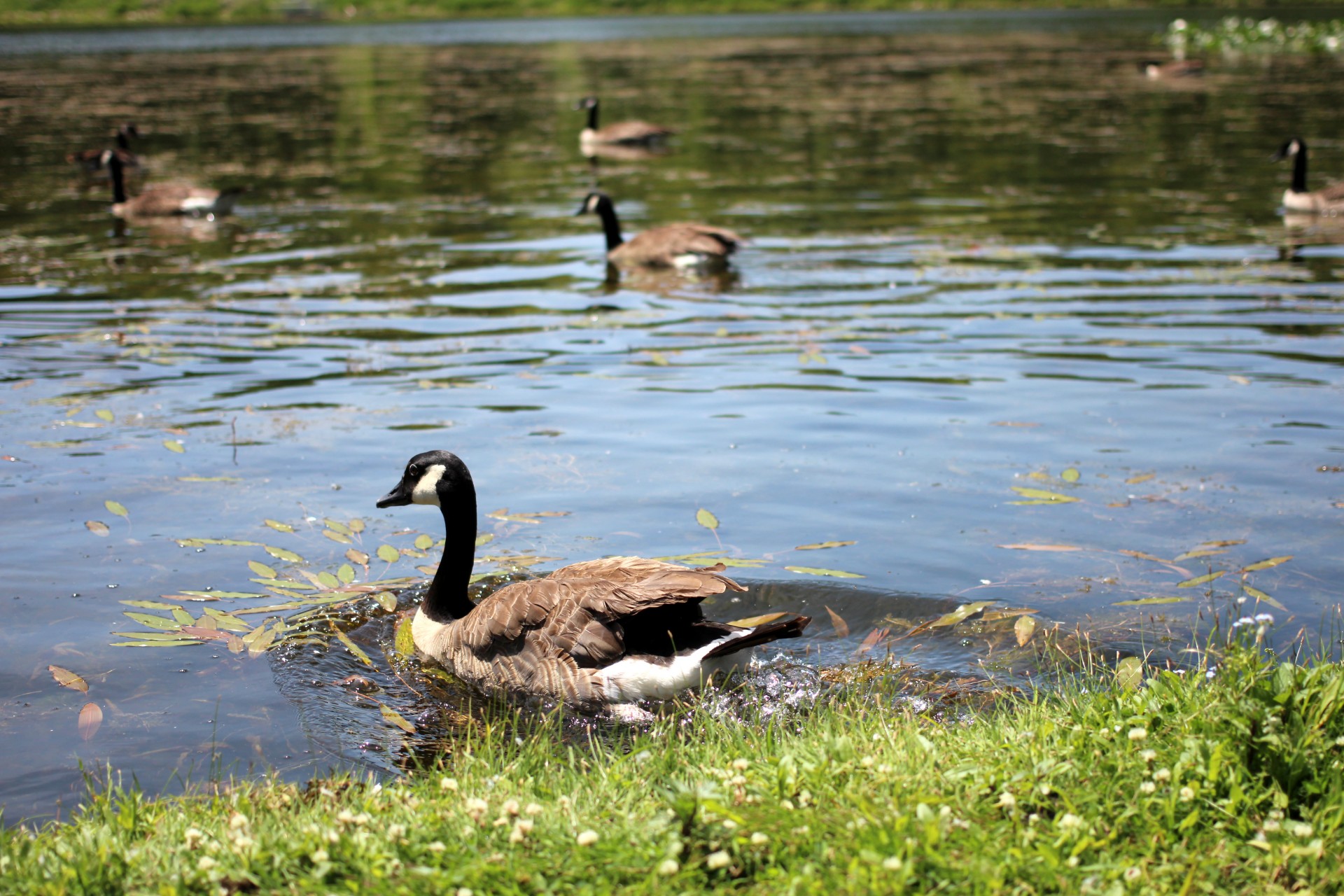 goose canadian goose splash free photo