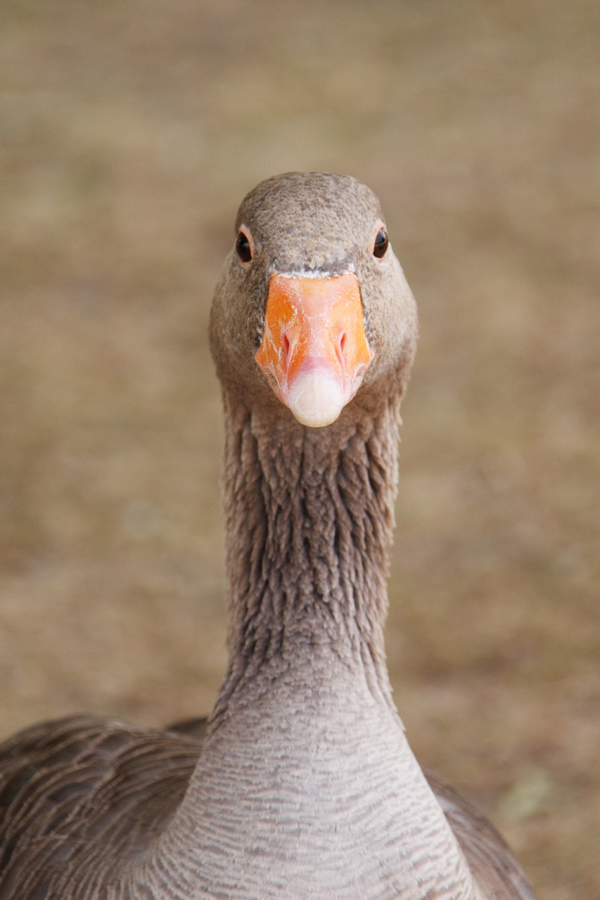 animal beak bird free photo