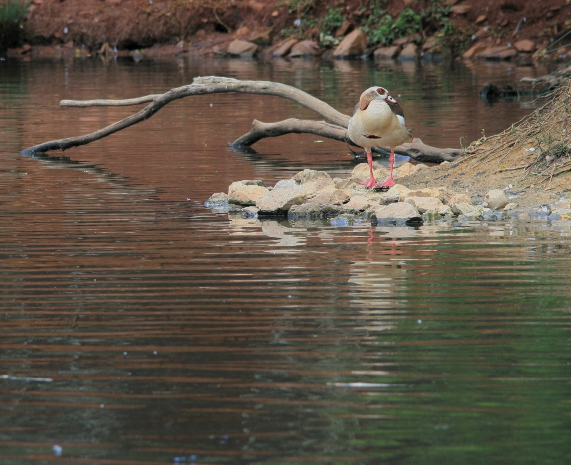 waterfowl goose pond free photo