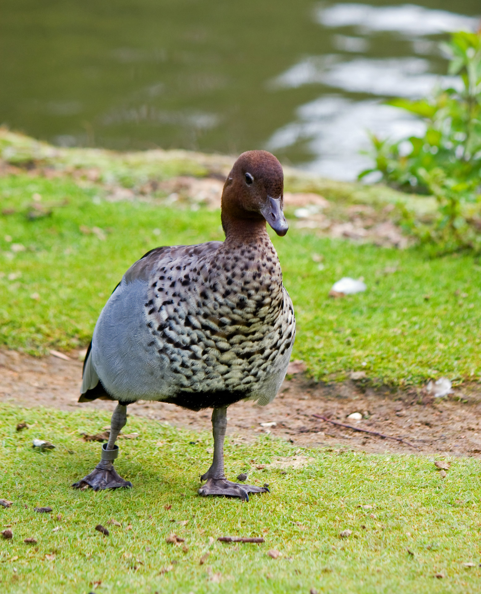 goose duck bird free photo