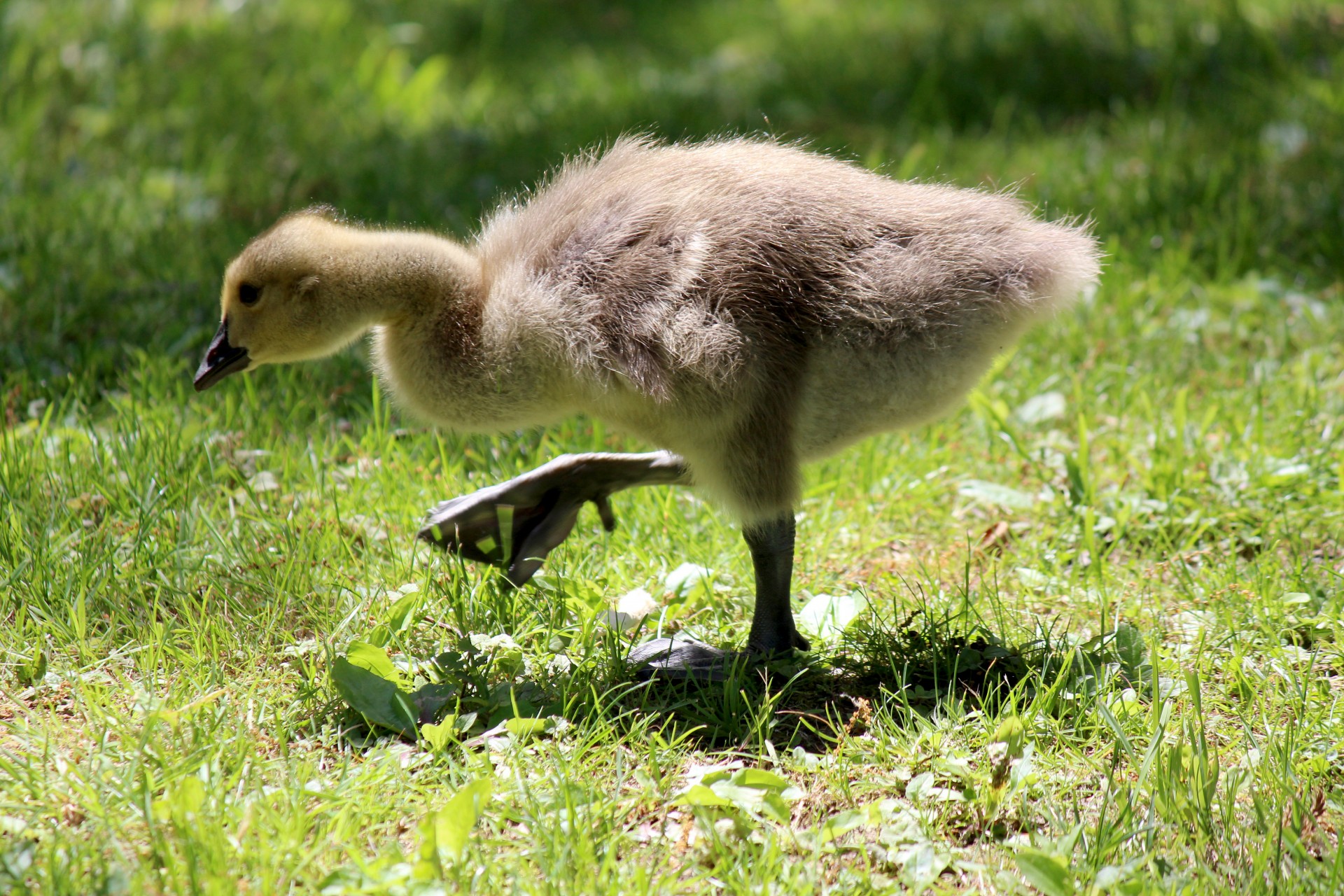 goose goose step gosling free photo