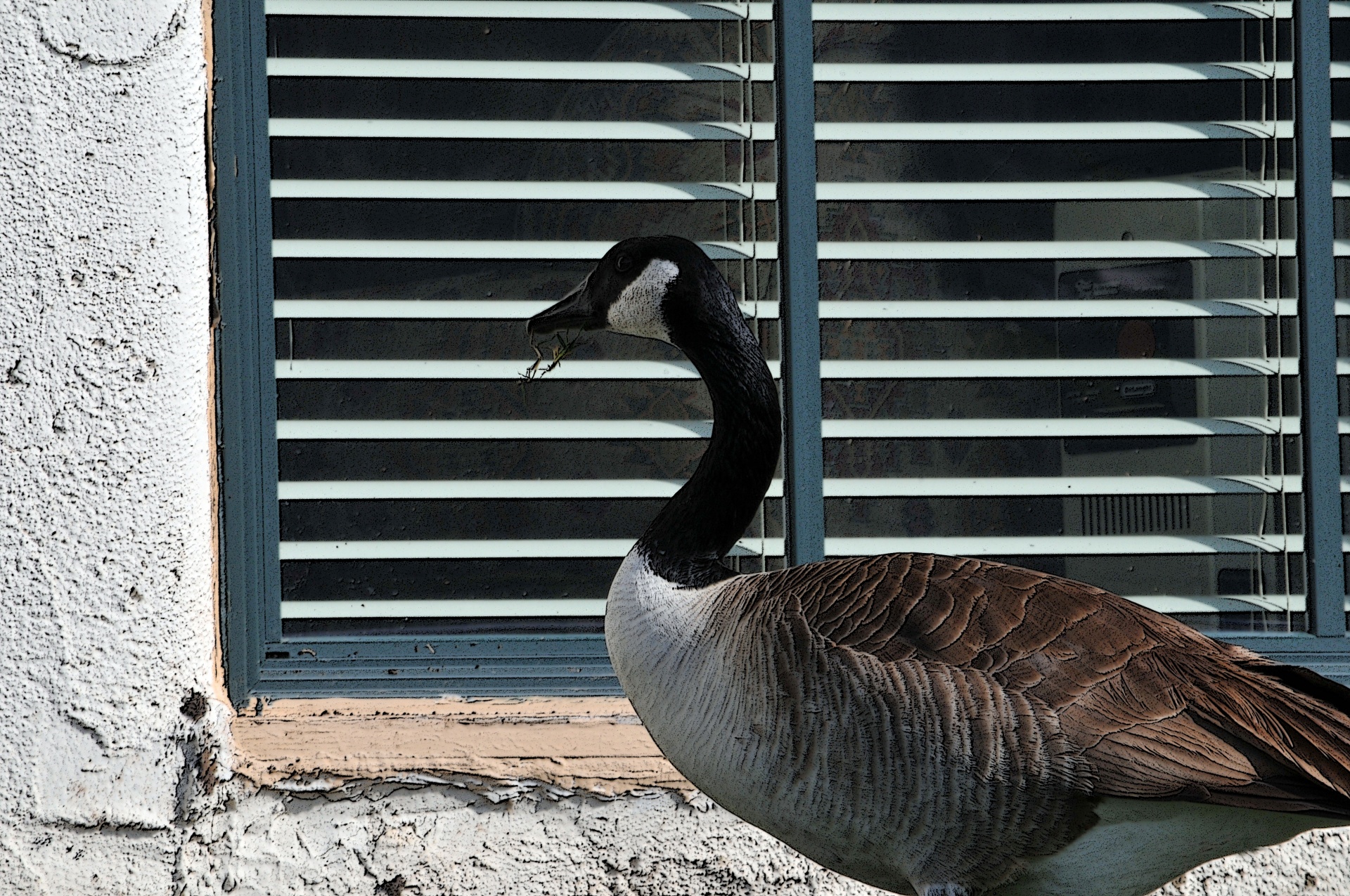 goose bird window free photo