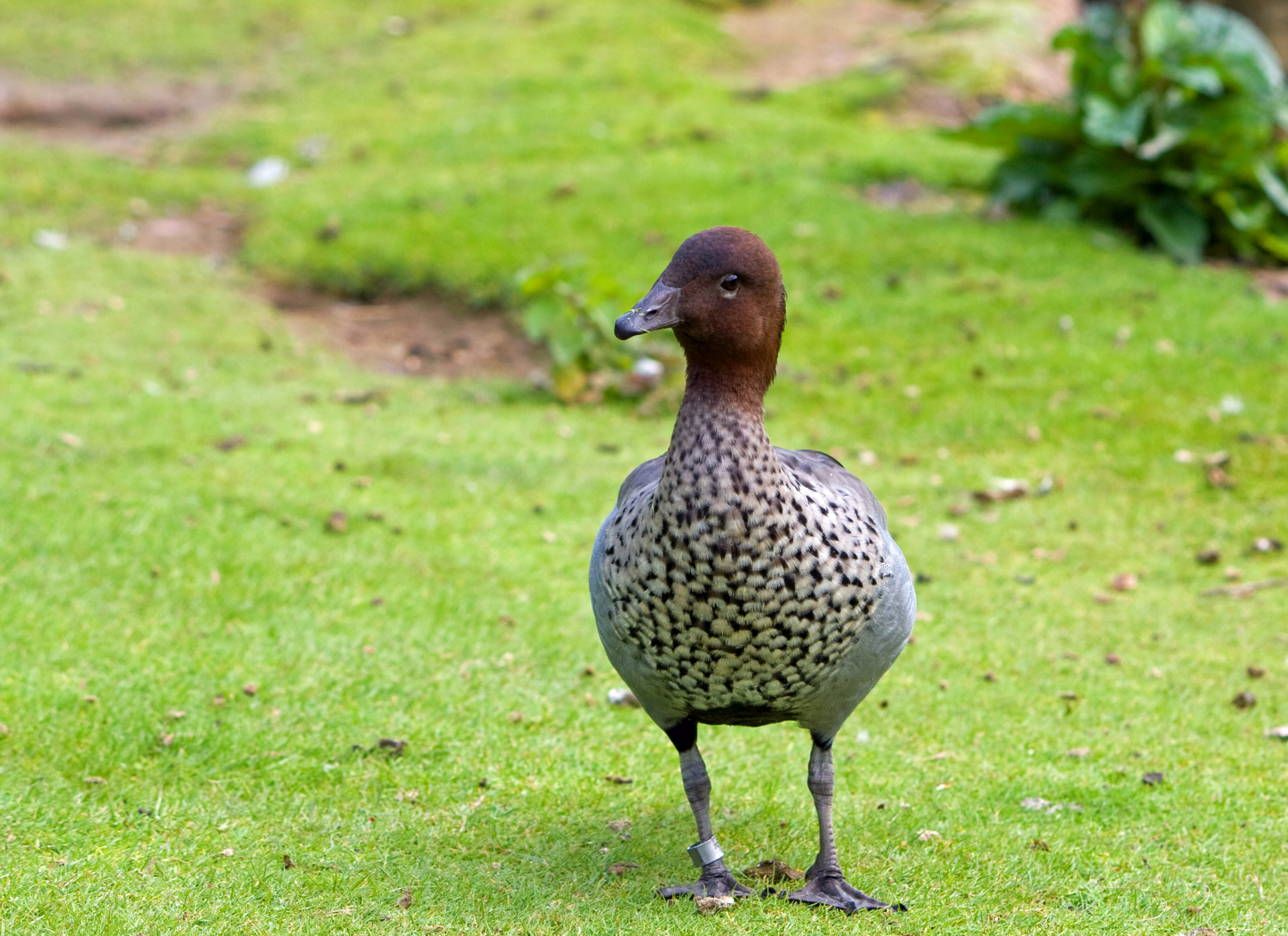 goose duck bird free photo
