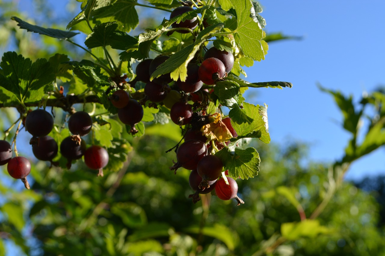 gooseberries close fruit free photo