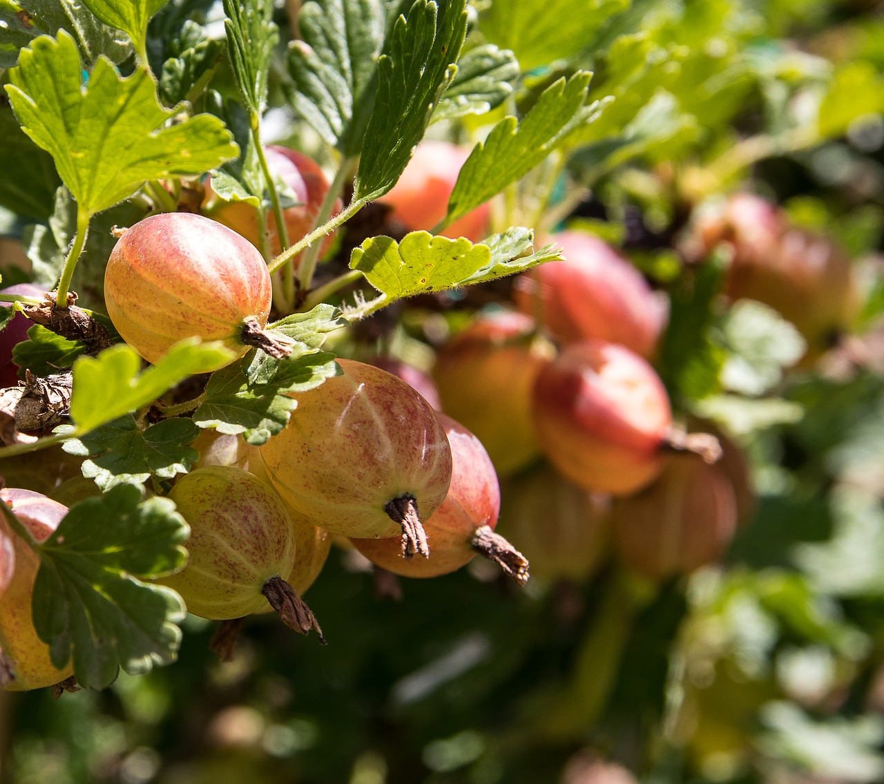 gooseberries  bush  fruit free photo