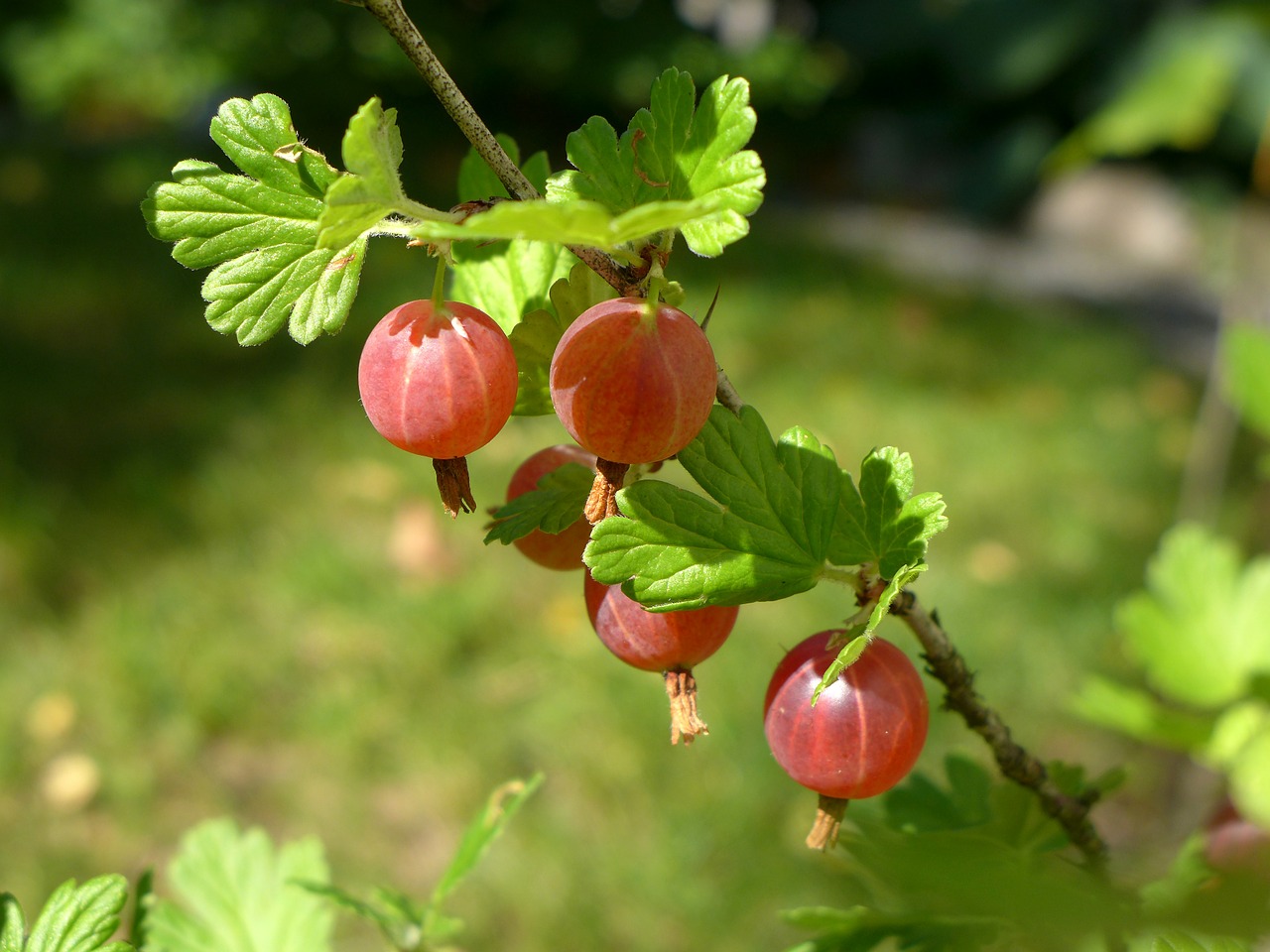 gooseberries berry branch free photo