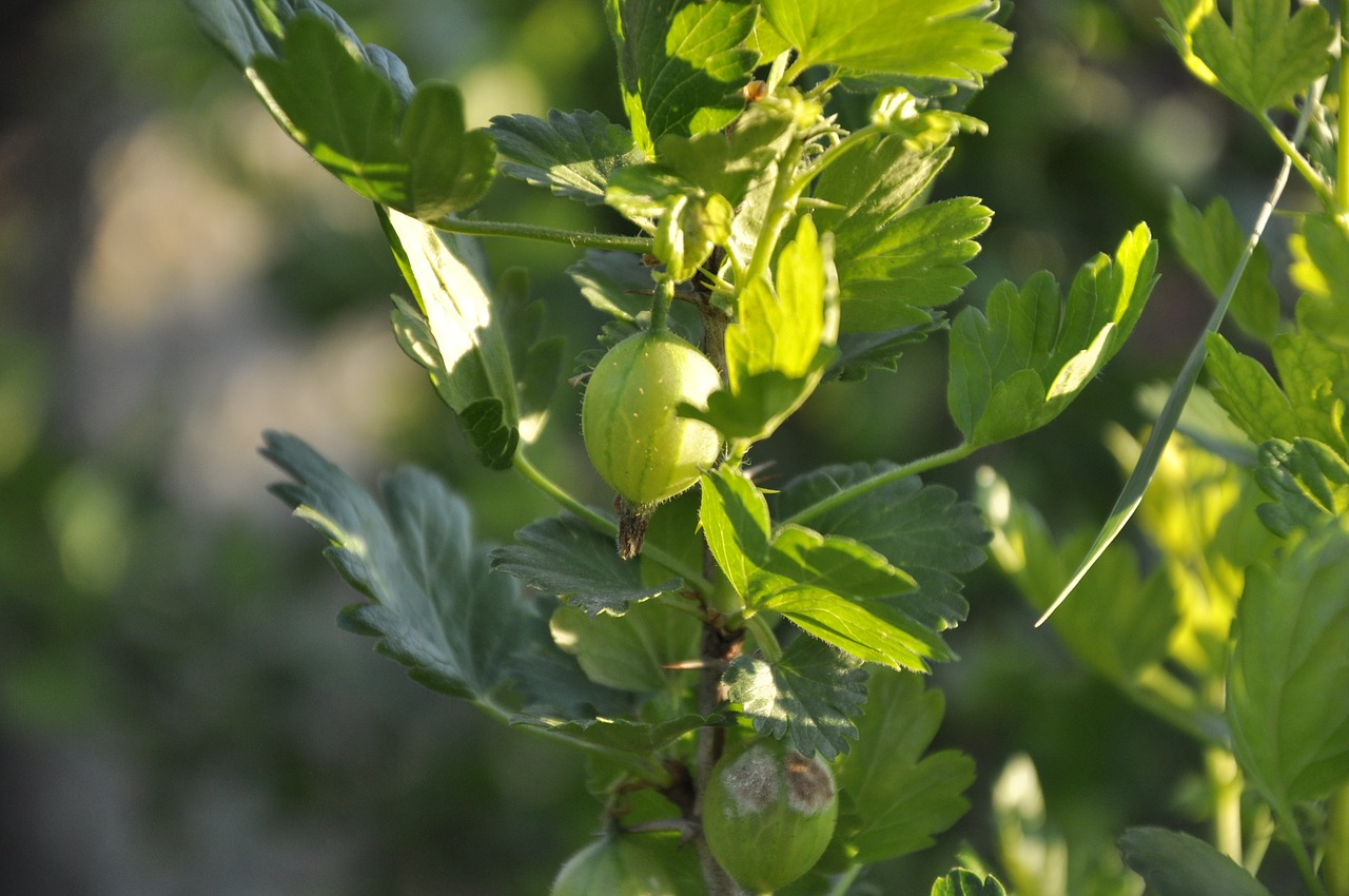 gooseberry berry summer free photo