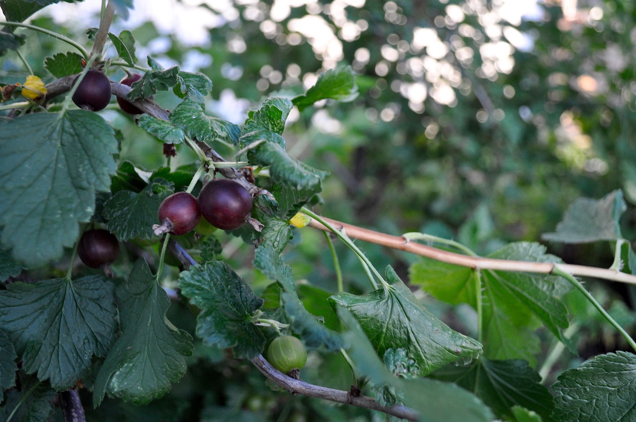 gooseberry orchard fruit free photo