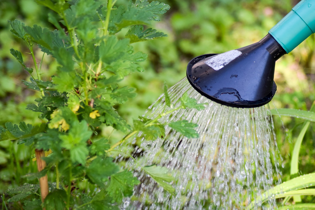 gooseberry tree watering shrub watering free photo