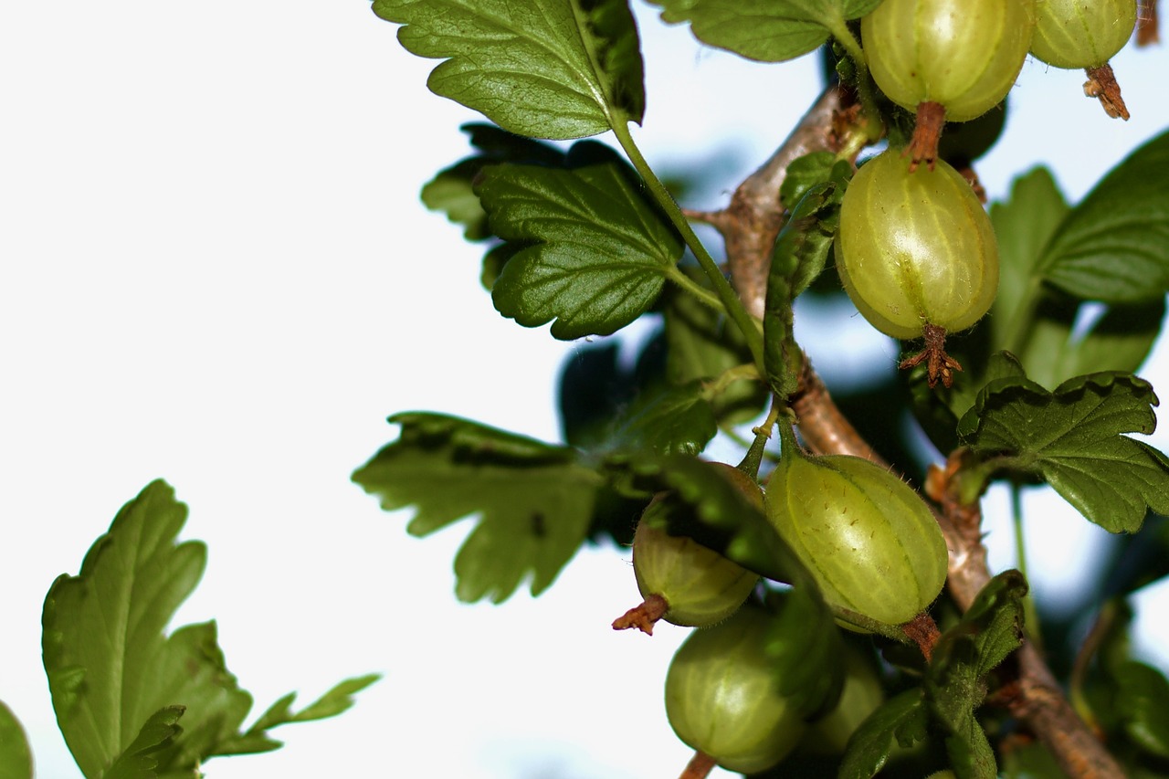 gooseberry flash spring free photo