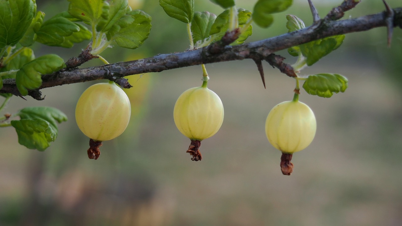 gooseberry fruit green free photo