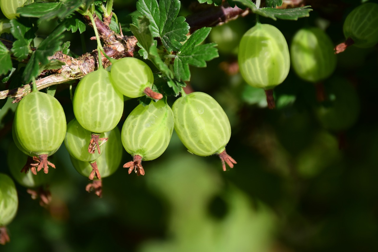 gooseberry  berry  fruit free photo