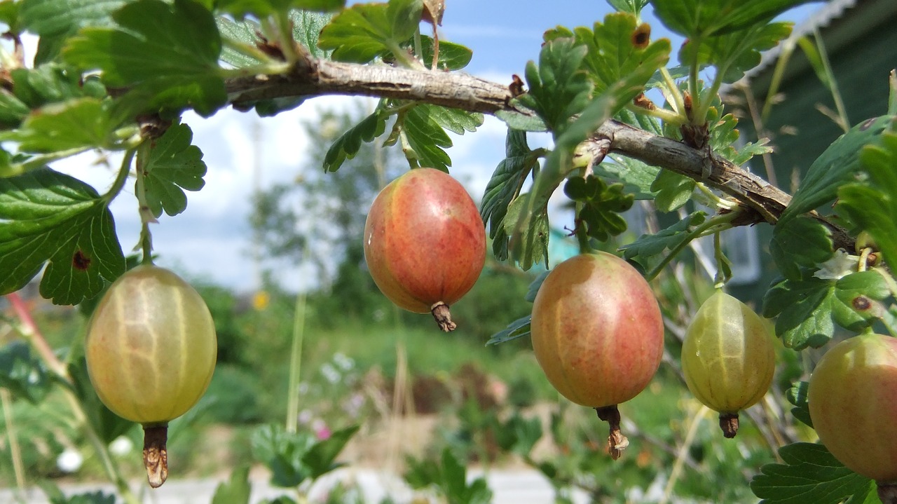 gooseberry  nature  flora free photo