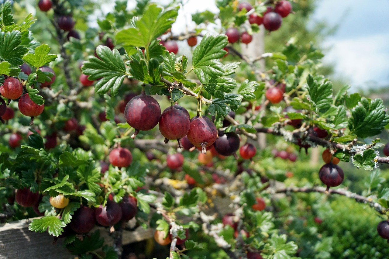 gooseberry  berry  gooseberries free photo