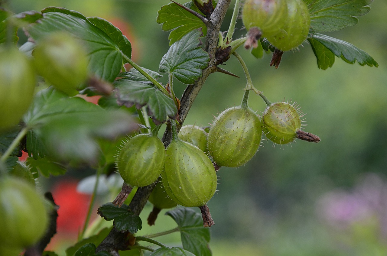 gooseberry  fruit  green free photo