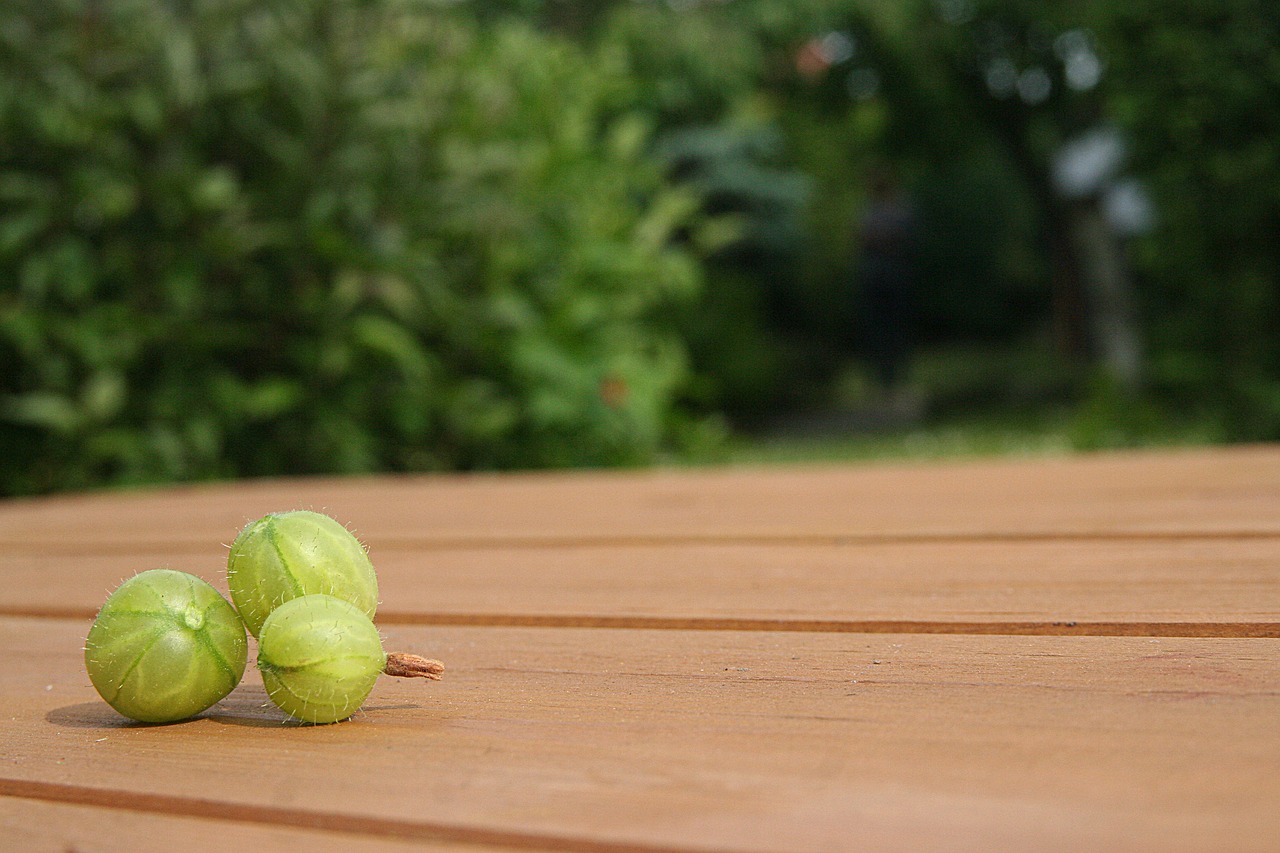 gooseberry  garden  the background free photo