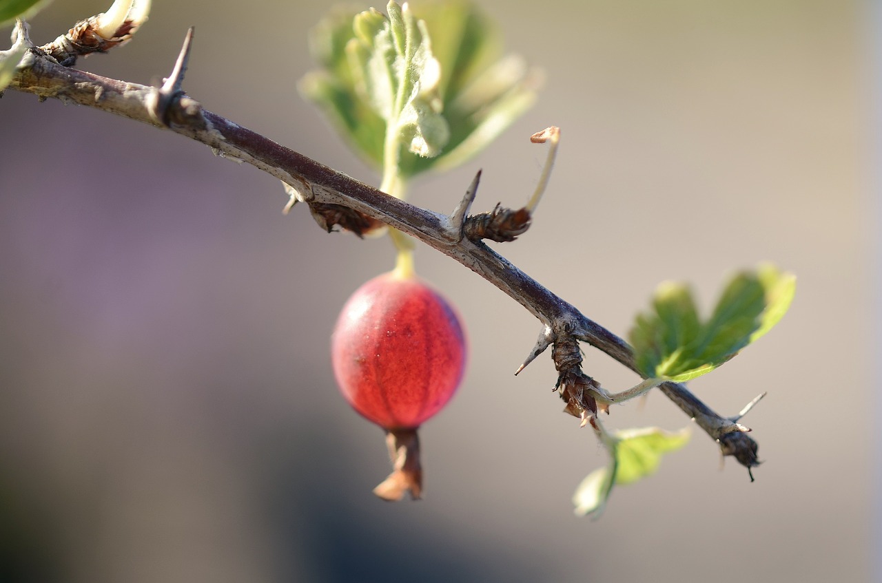 gooseberry fruits red free photo