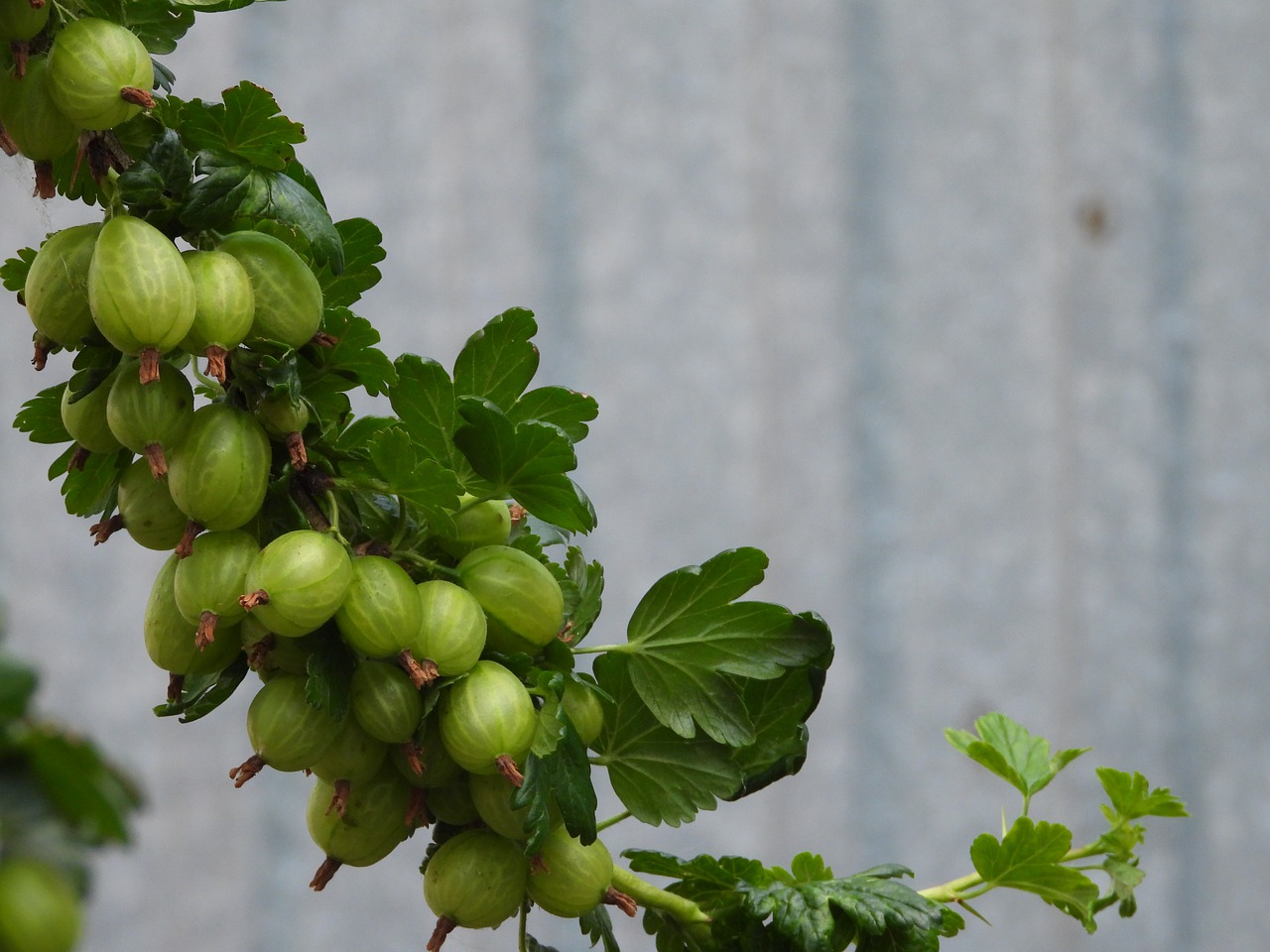 gooseberry  fruit shrub  green free photo