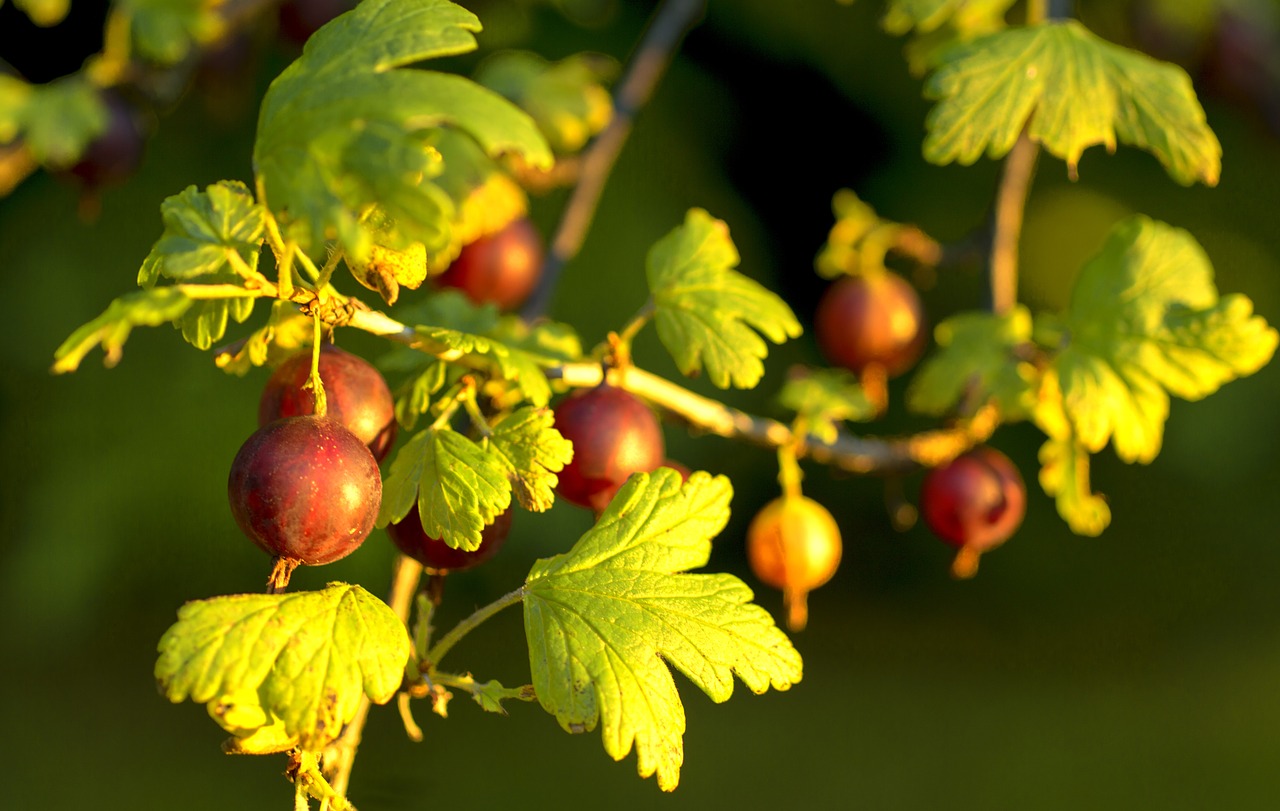 gooseberry red food free photo