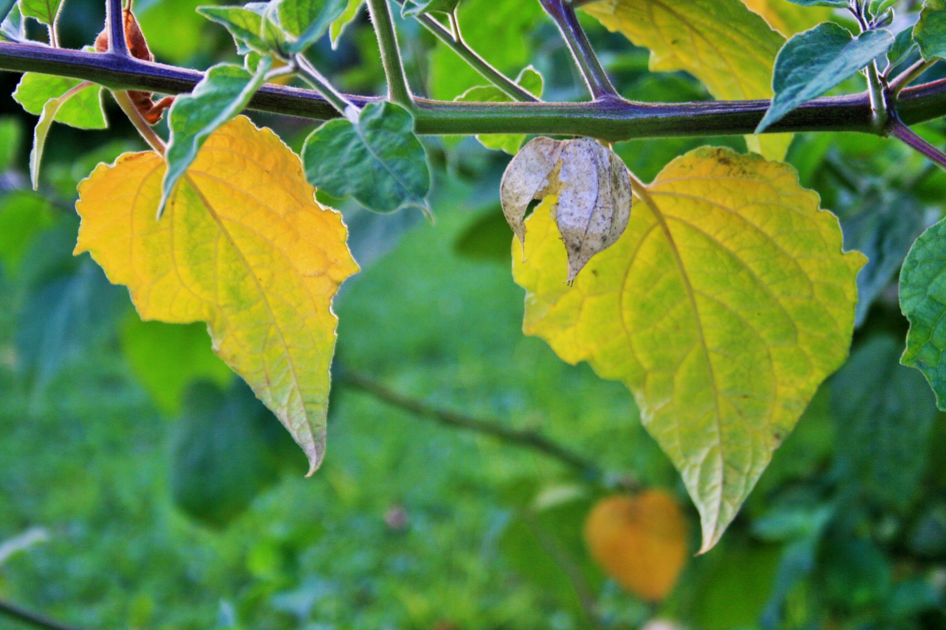 gooseberry branch leaves free photo