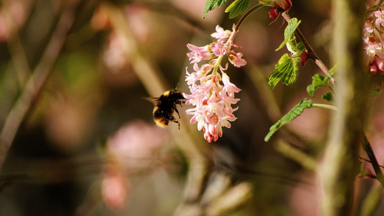 gooseberry flower bourdon insects free photo