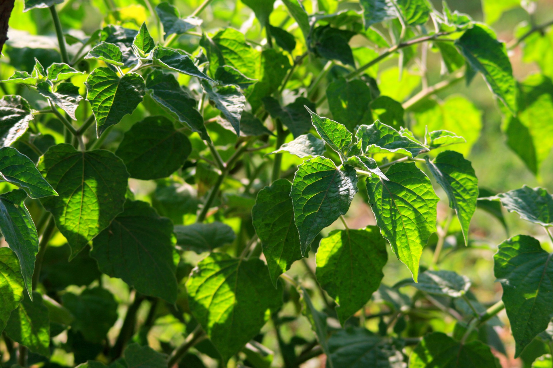 leaves green light free photo