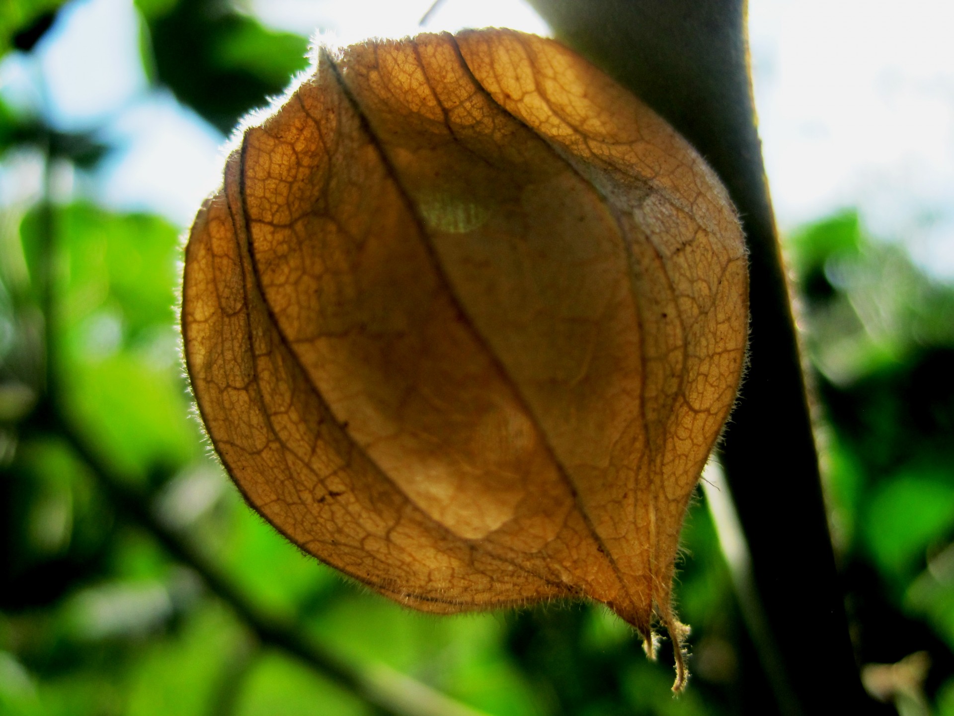 gooseberry straw color cape free photo