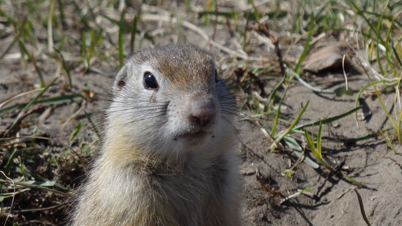 gopher animals rodent free photo