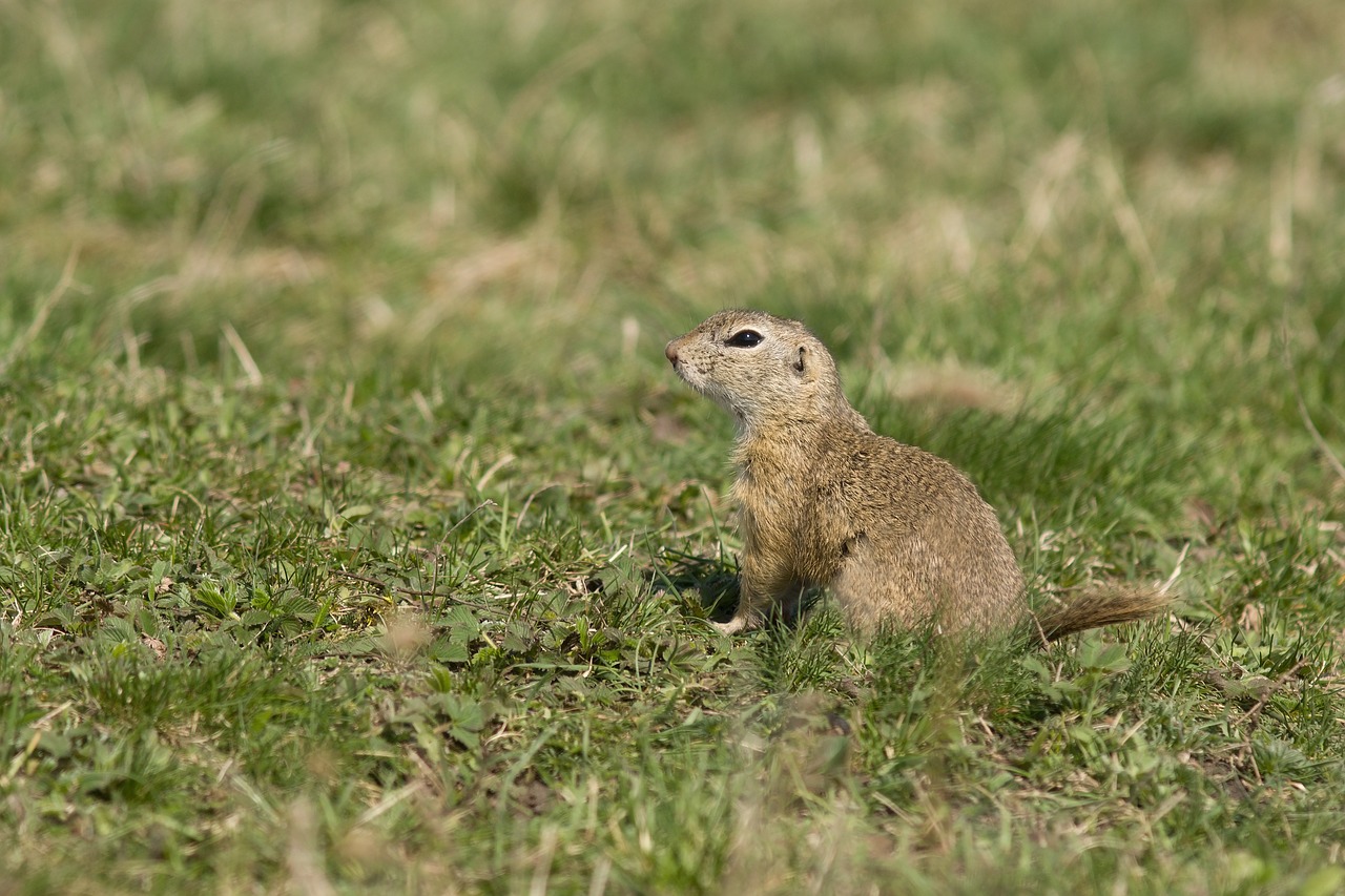 gopher mammal animal free photo