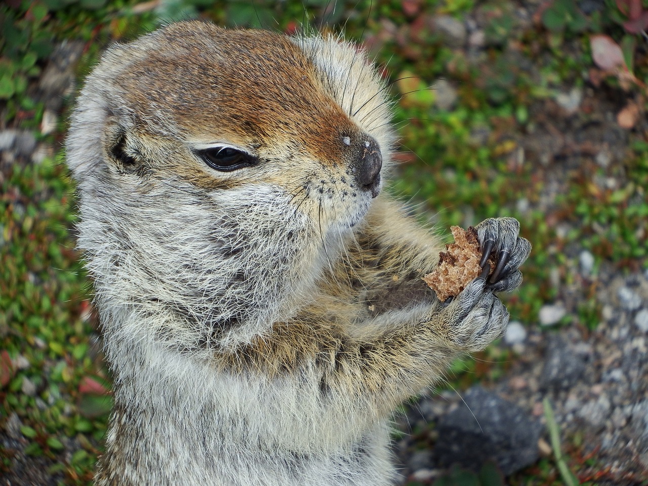 gopher hamster the ground free photo