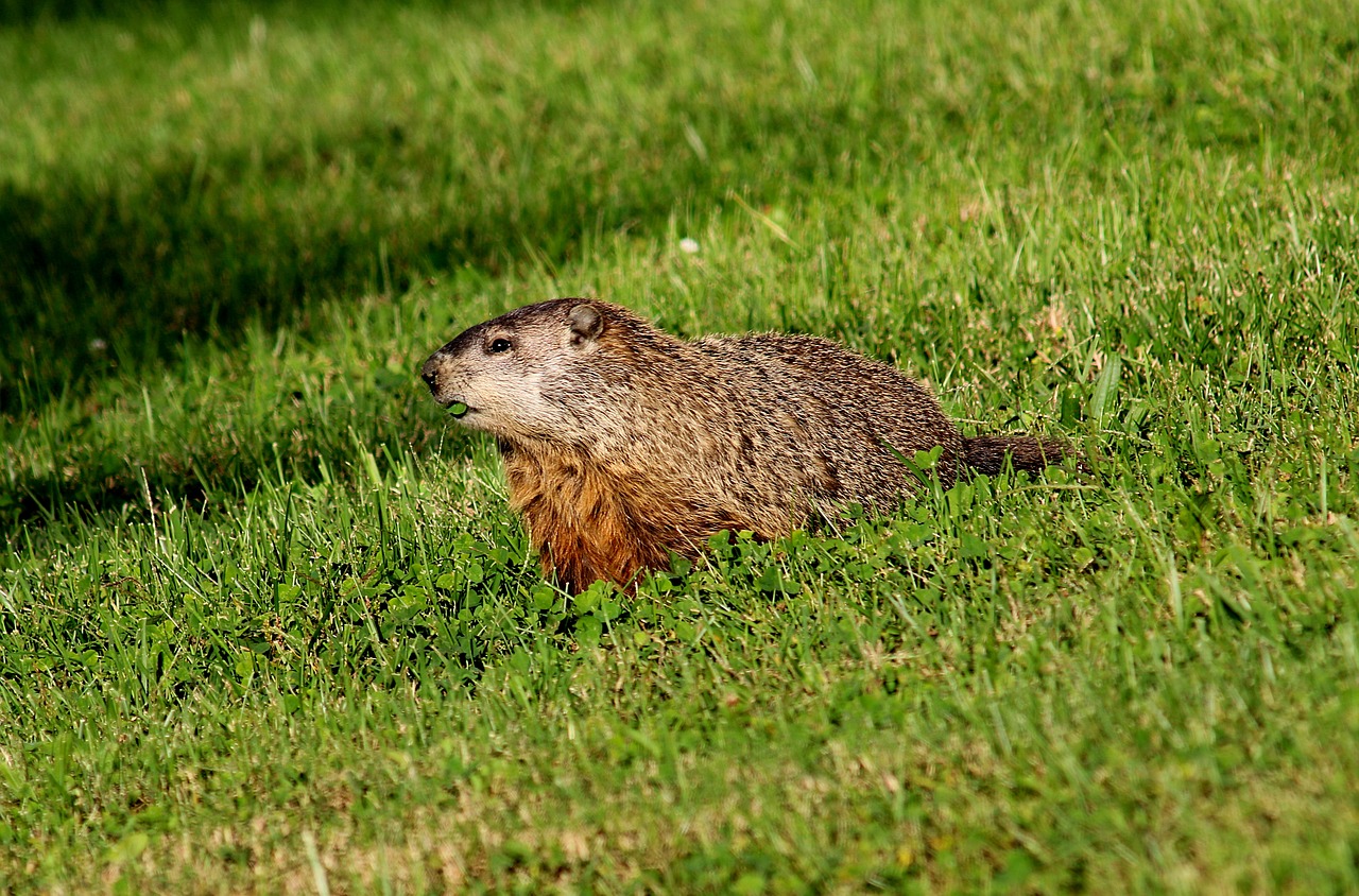 gopher woodchuck marmot free photo