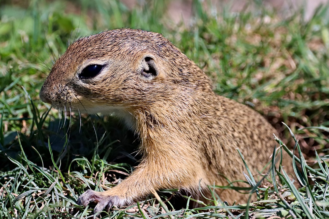 gopher  rodent  cub free photo