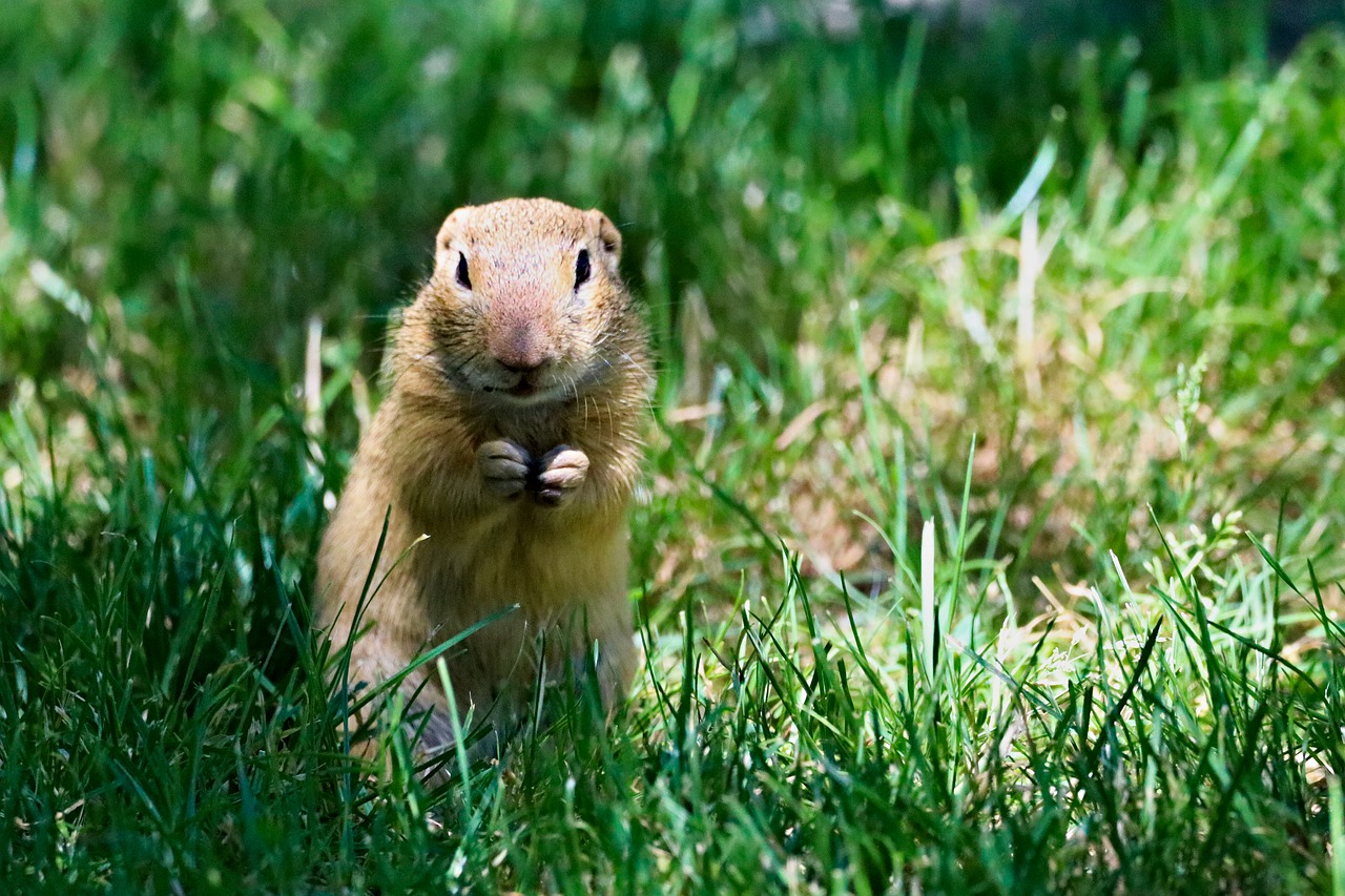 gopher  rodent  animal free photo