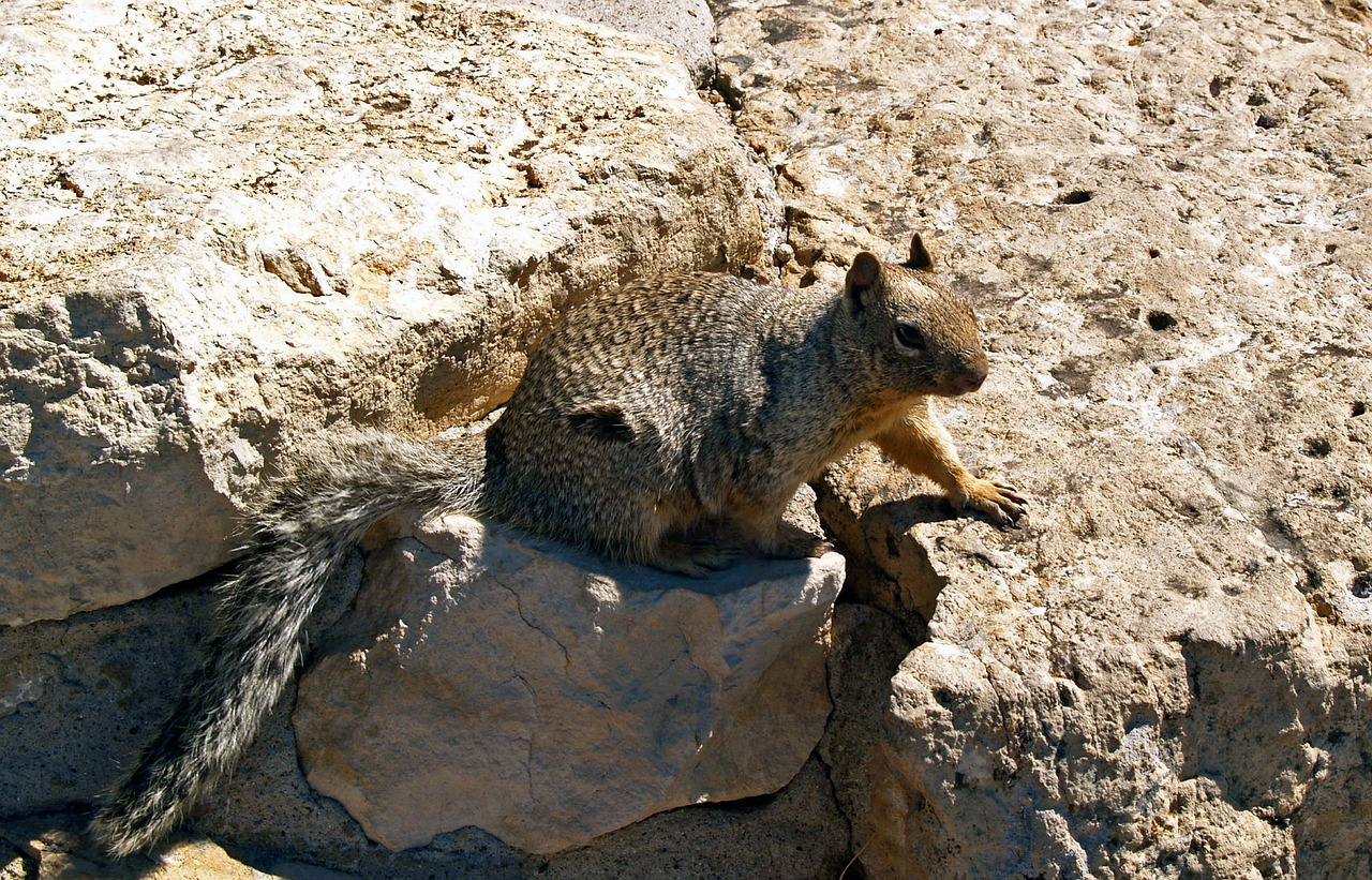 gopher squirrel groundhog free photo