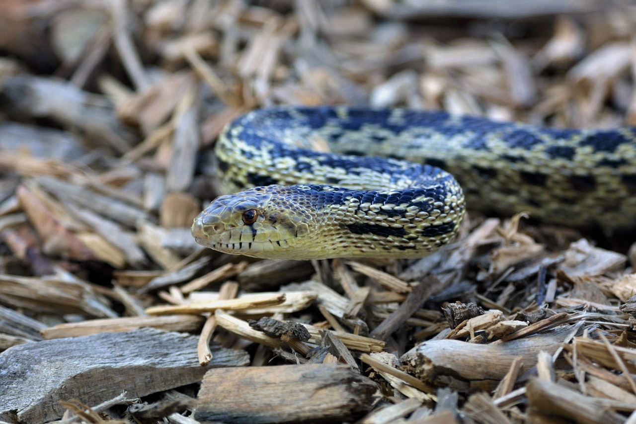gopher snake portrait reptile free photo