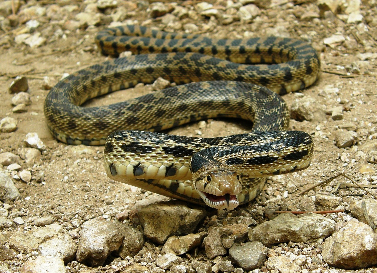gopher snake coiled reptile free photo