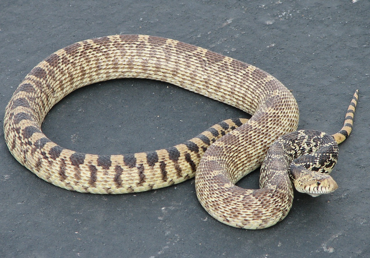 gopher snake non venomous sunning free photo