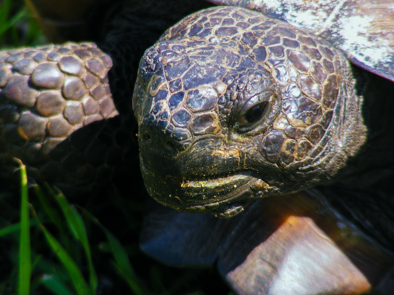 gopher tortoise gopherus polyphemus turtle free photo