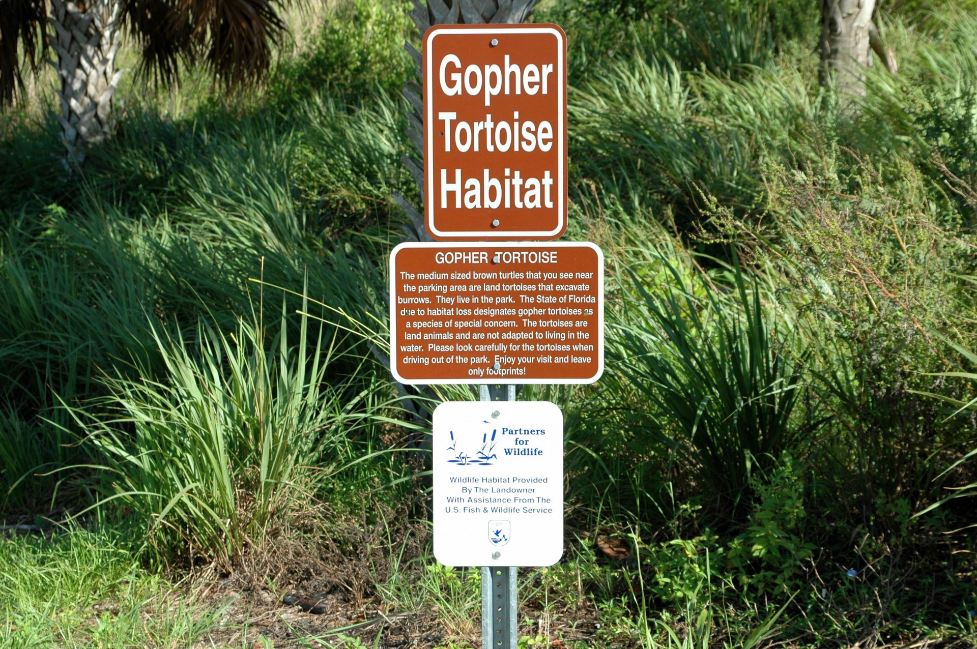 gopher tortoise habitat free photo