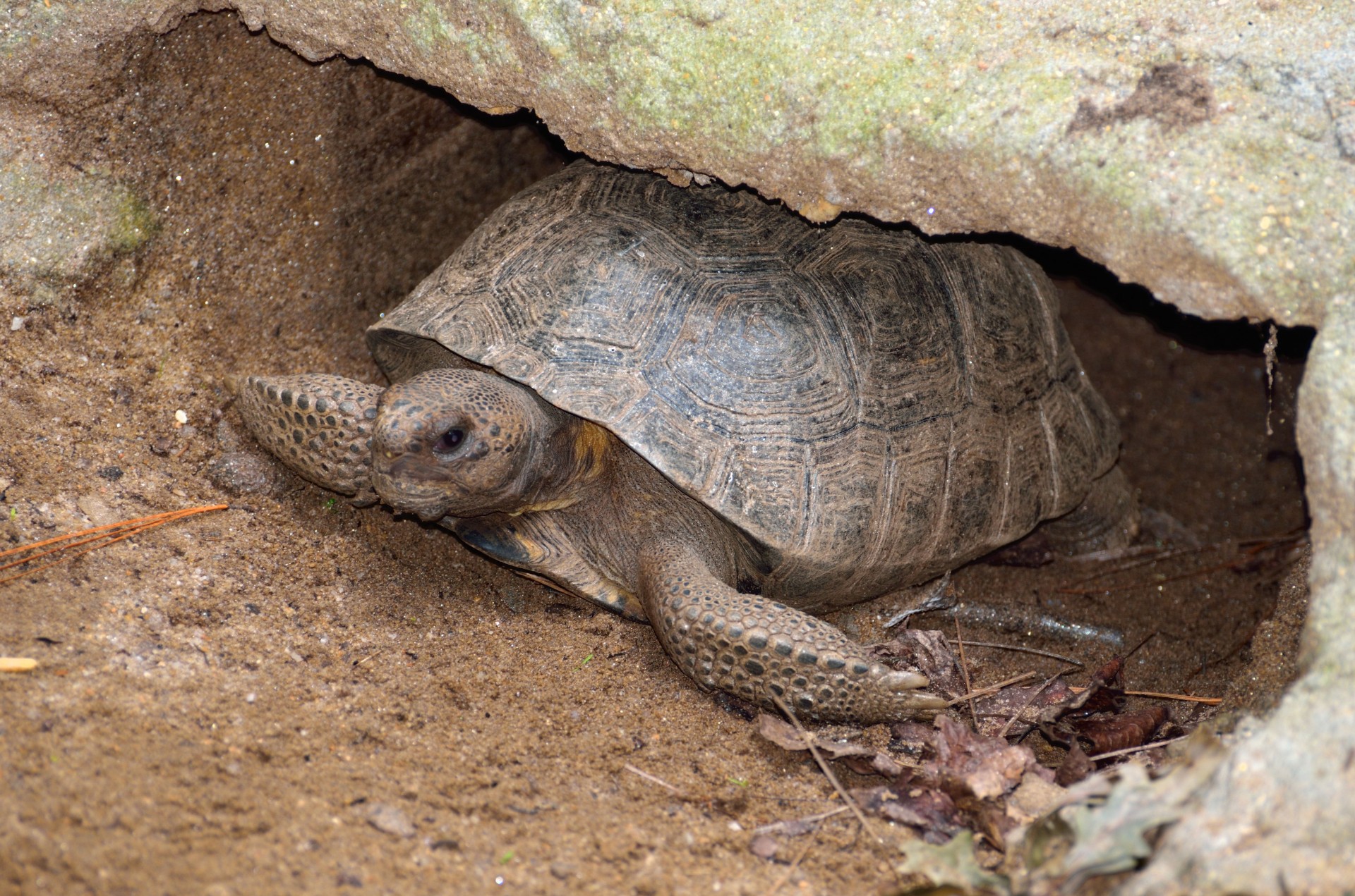 tortoise turtle gopher free photo