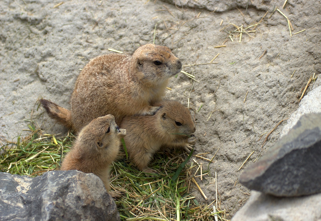 gophers chip munks zoo free photo