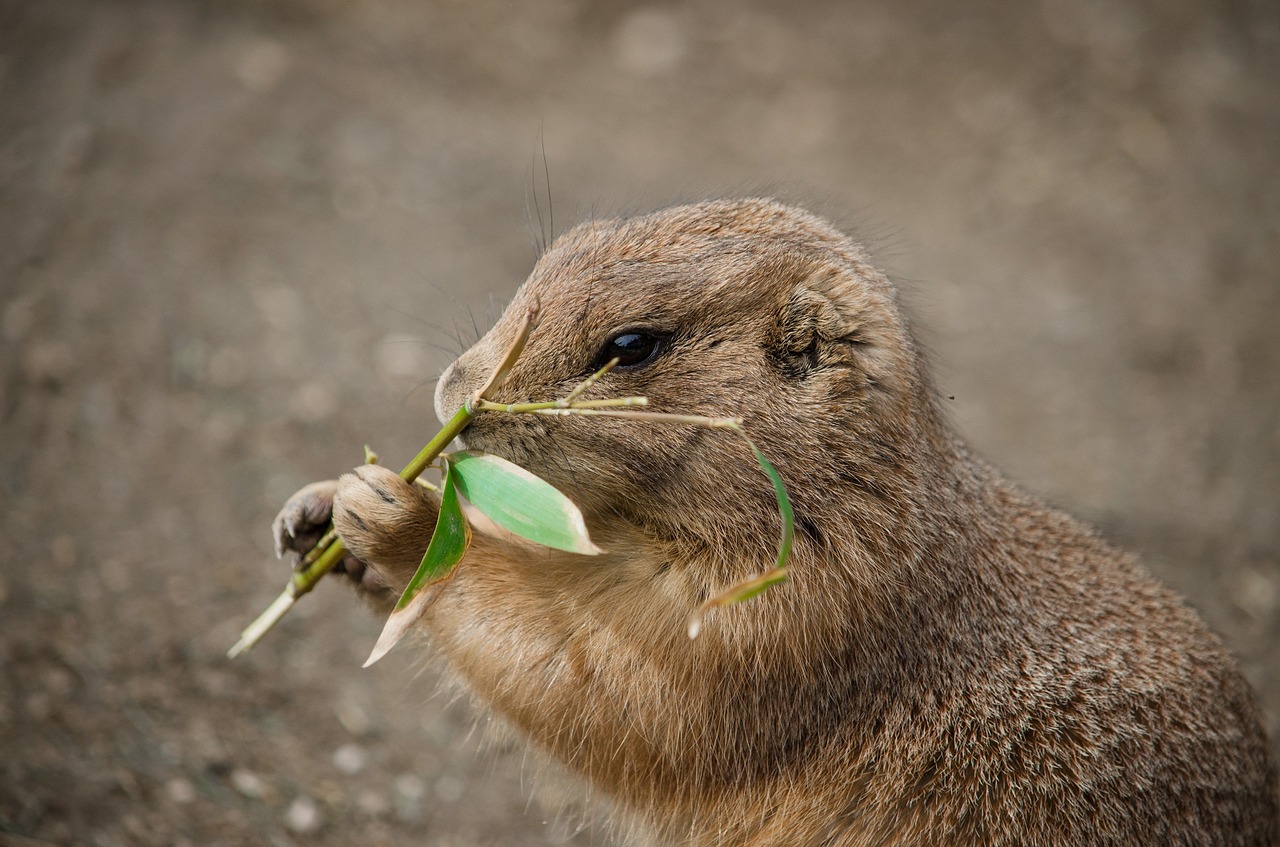 gophers rodent croissant free photo