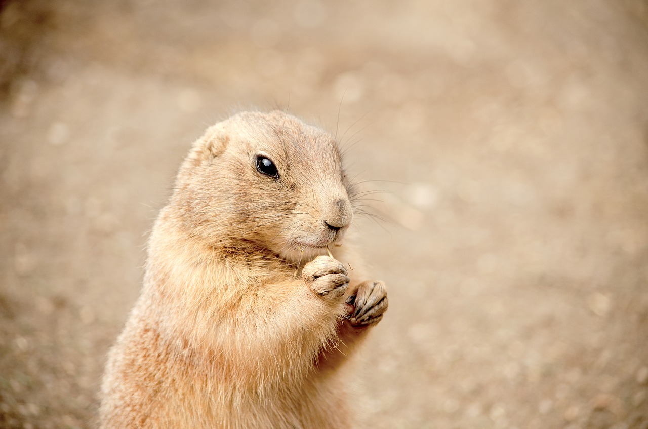 gophers nager croissant free photo